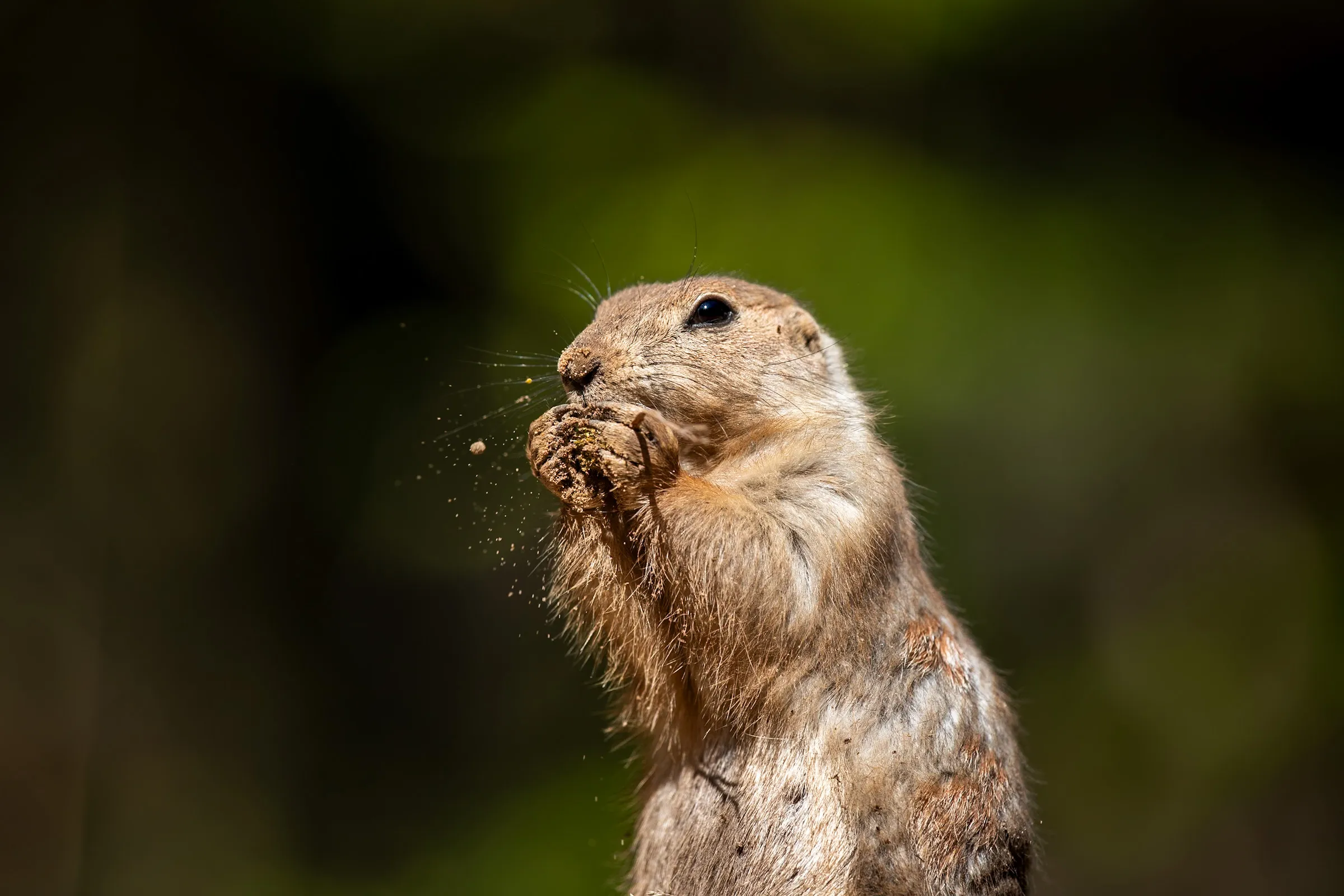Close-up profile of a prairie dog chewing on a clump of dirt, dust flying from its paws