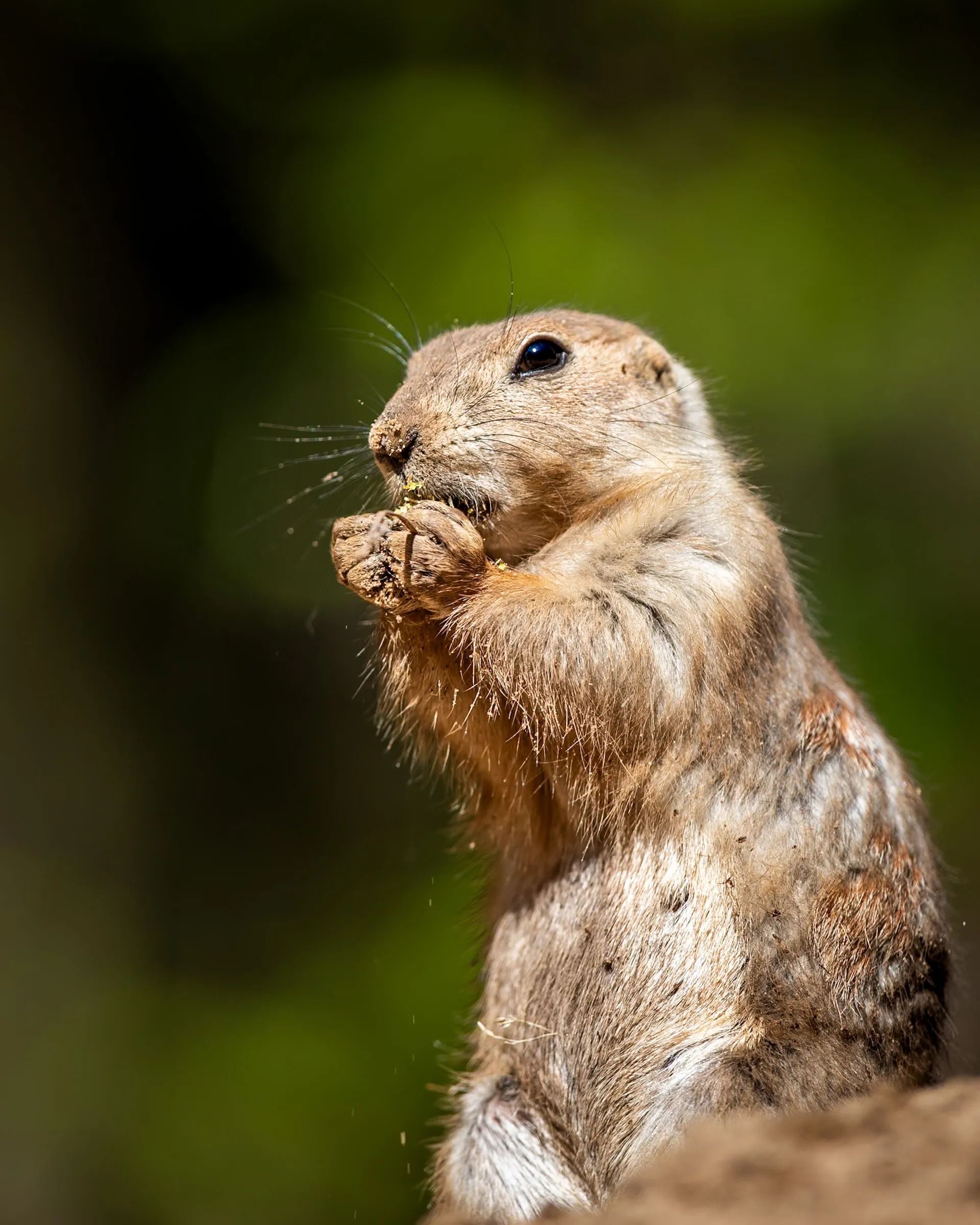Prairie dog holding a clump of food in both paws while eating