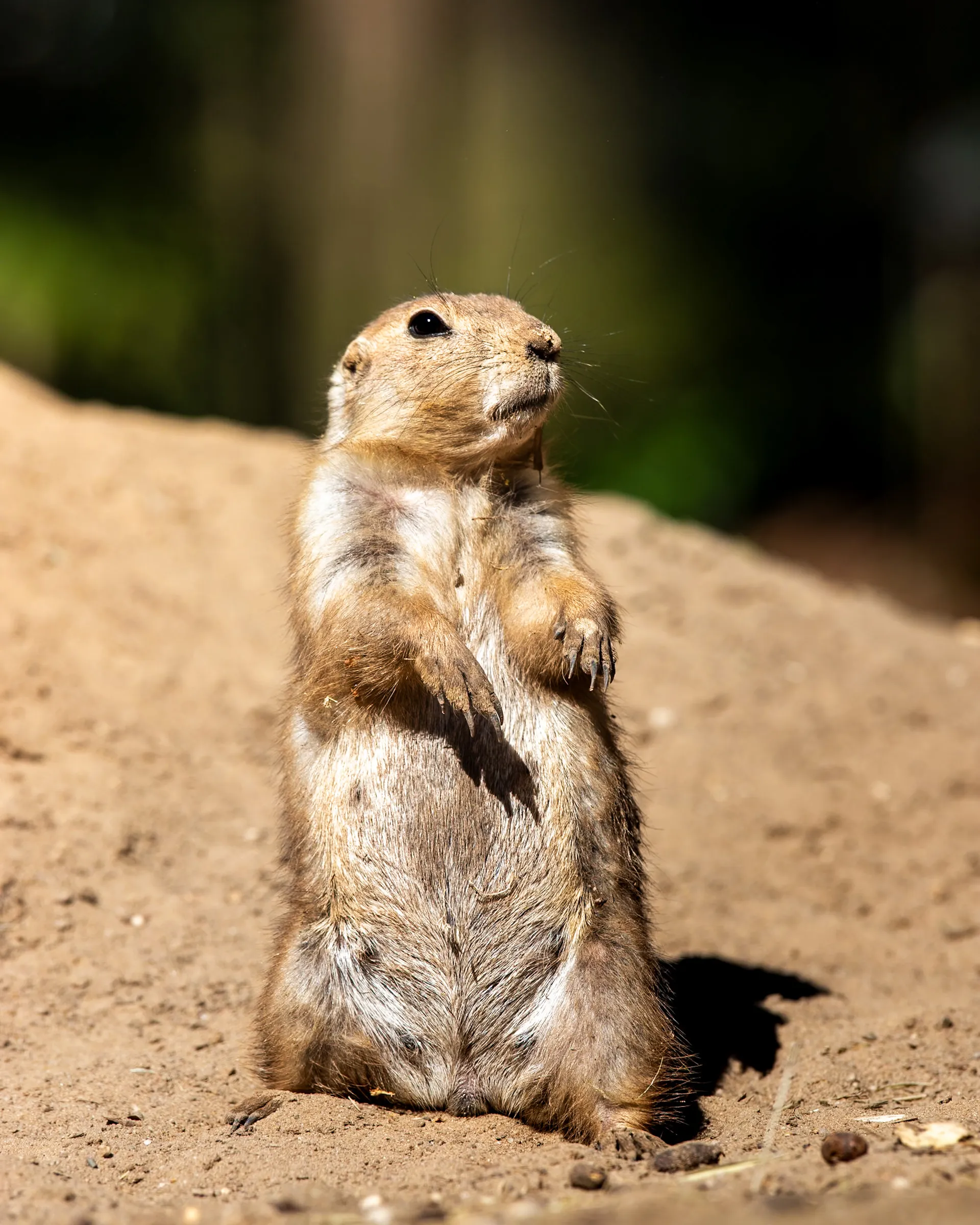 Prairie dog standing upright on a dirt mound, looking up and to the side