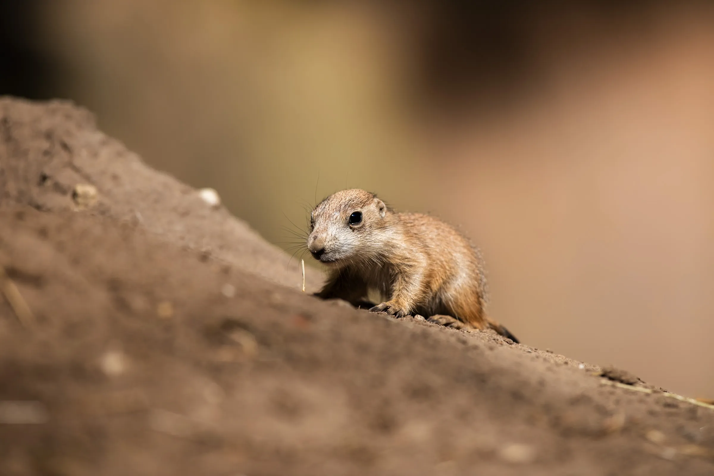 Juvenile prairie dog peering over the edge of a dirt mound