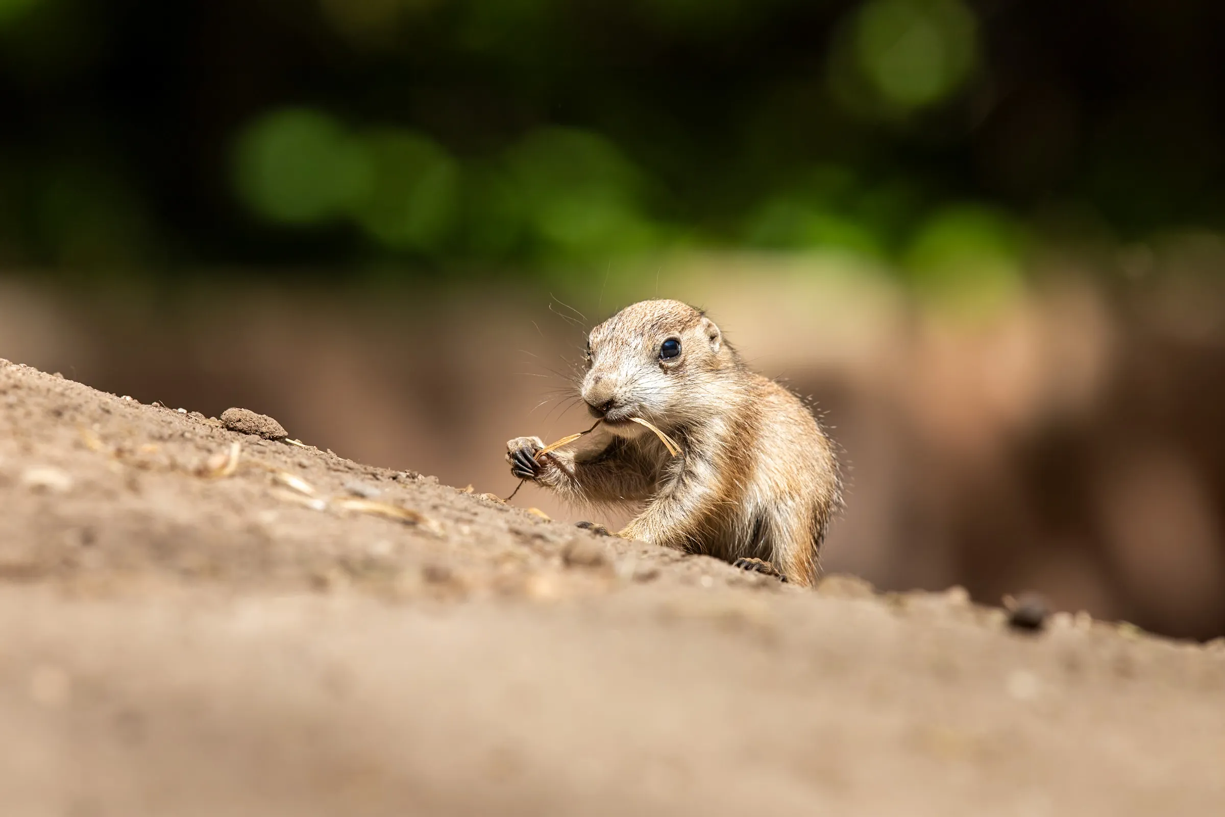 Young prairie dog chewing on a strand of dried grass