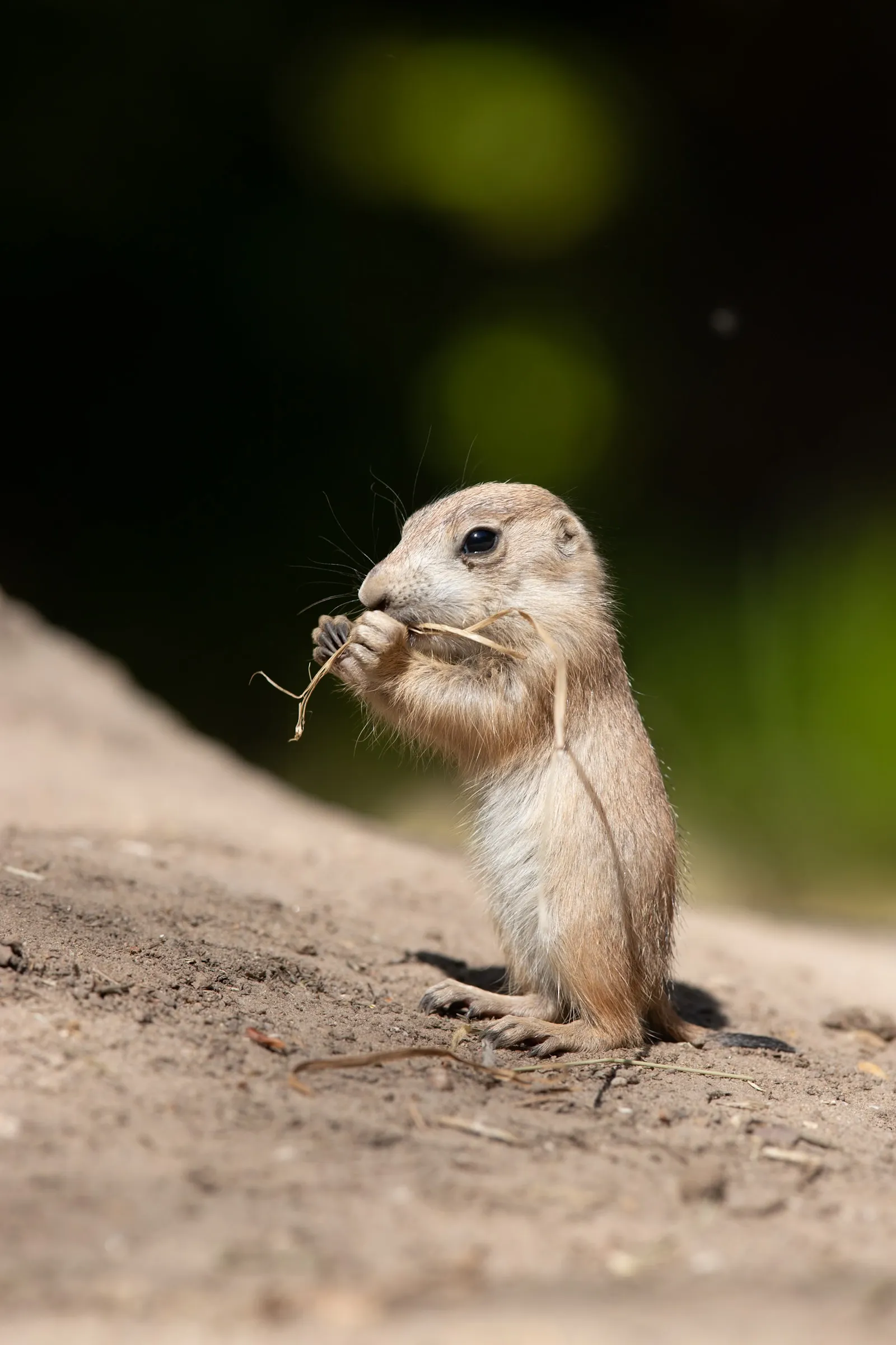 Juvenile prairie dog standing upright, nibbling a strand of grass held in both paws