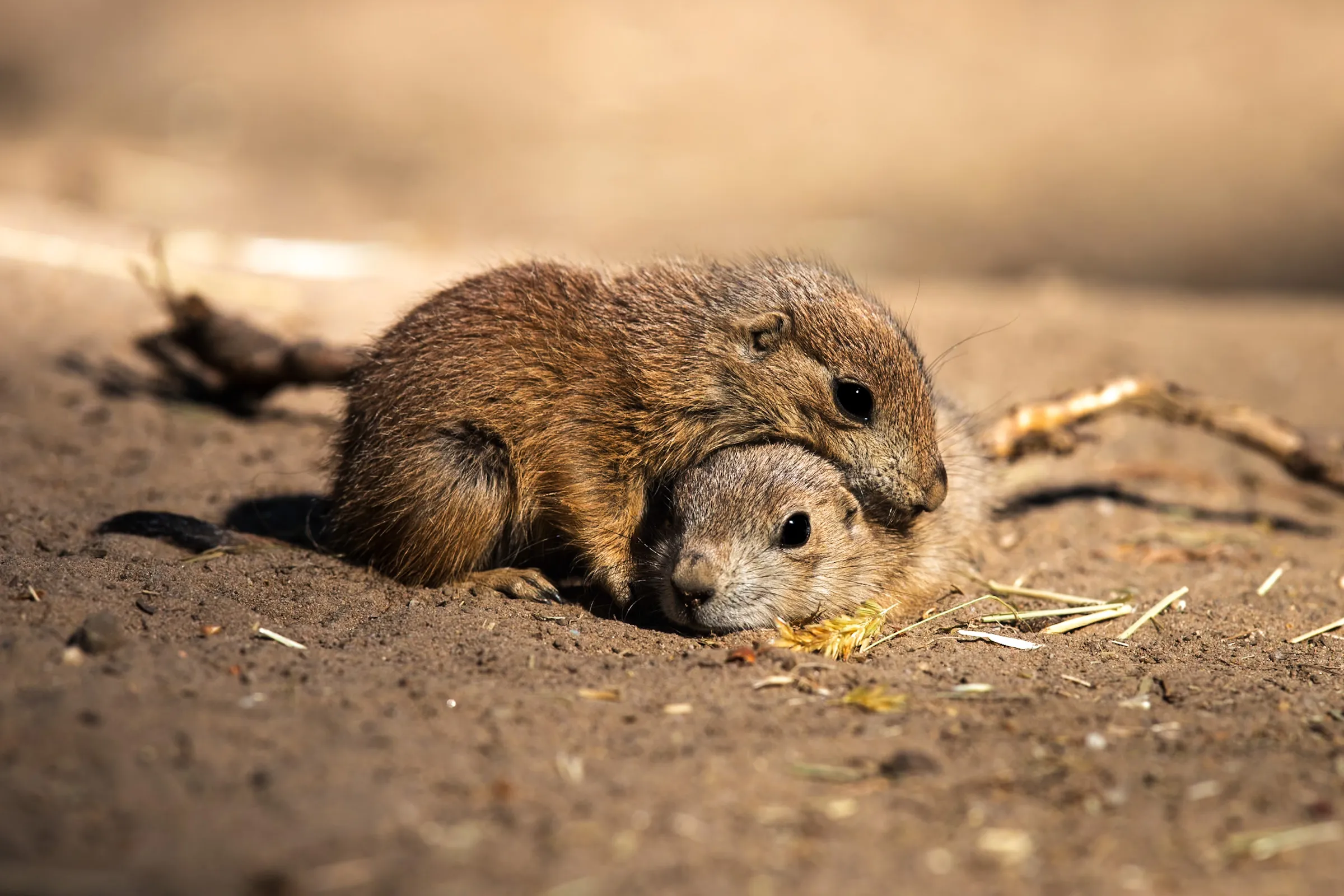 Two prairie dog pups resting together, one's head draped over the other's